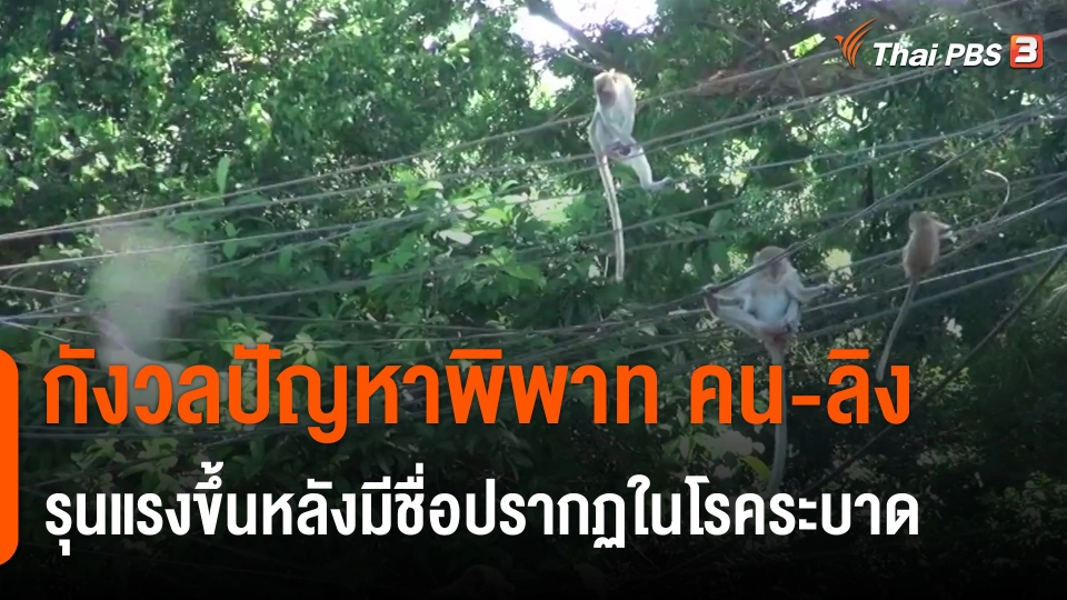 ​กังวลปัญหาพิพาท คน-ลิง รุนแรงขึ้นหลังมีชื่อปรากฏในโรคระบาด​