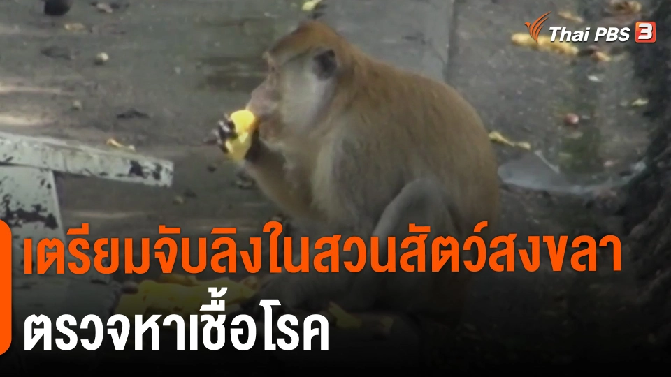 ​เตรียมจับลิงในสวนสัตว์สงขลาตรวจหาเชื้อโรค