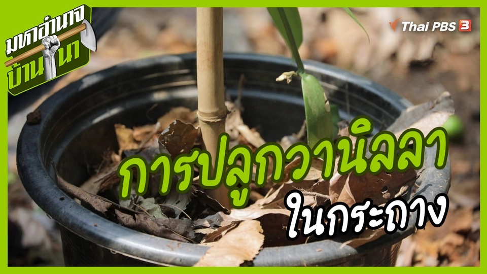 ​สูตรลับฉบับบ้านนา : การปลูกวานิลลาในกระถาง