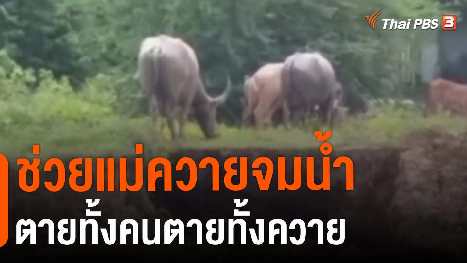 ​ช่วยแม่ควายจมน้ำตายทั้งคนตายทั้งควาย