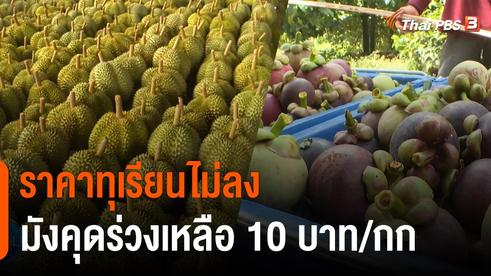 กินอยู่รู้รอบ : ราคาทุเรียนไม่ลง - มังคุดร่วงเหลือ 10 บาท/กก.