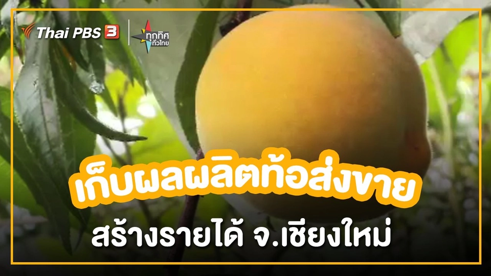 อาชีพทั่วไทย  เก็บผลผลิตท้อส่งขายสร้างรายได้ จ.เชียงใหม่.mp4