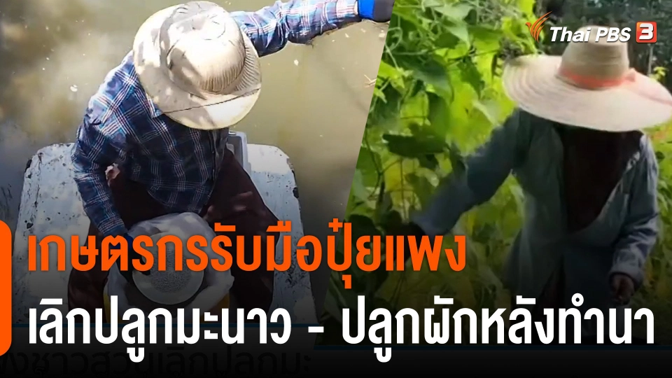 กินอยู่รู้รอบ : เกษตรกรรับมือปุ๋ยแพง เลิกปลูกมะนาว - ปลูกผักหลังทำนา