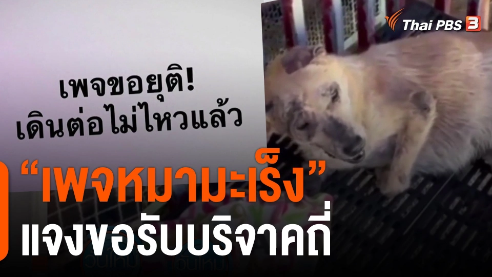เพจ หมามะเร็ง  แจงขอรับบริจาคถี่ เพราะภาระกว่า 5 แสนบาทต่อเดือน