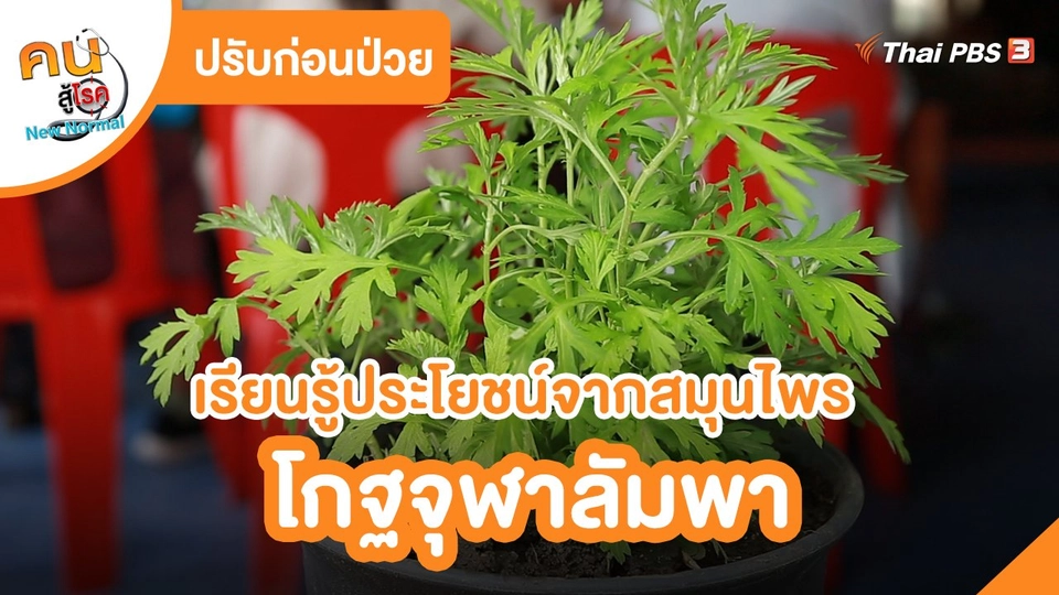ปรับก่อนป่วย : เรียนรู้ประโยชน์จากสมุนไพรโกฐจุฬาลัมพา