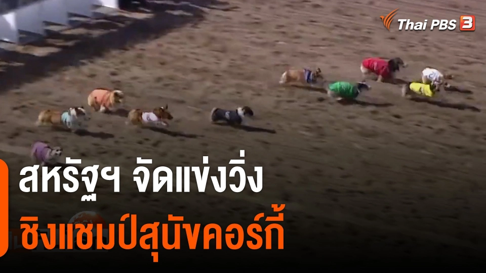 สหรัฐฯ จัดแข่งวิ่งชิงแชมป์สุนัขคอร์กี้