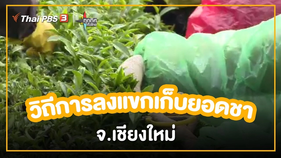 ​อาชีพทั่วไทย : วิถีการลงแขกเก็บยอดชา จ.เชียงใหม่