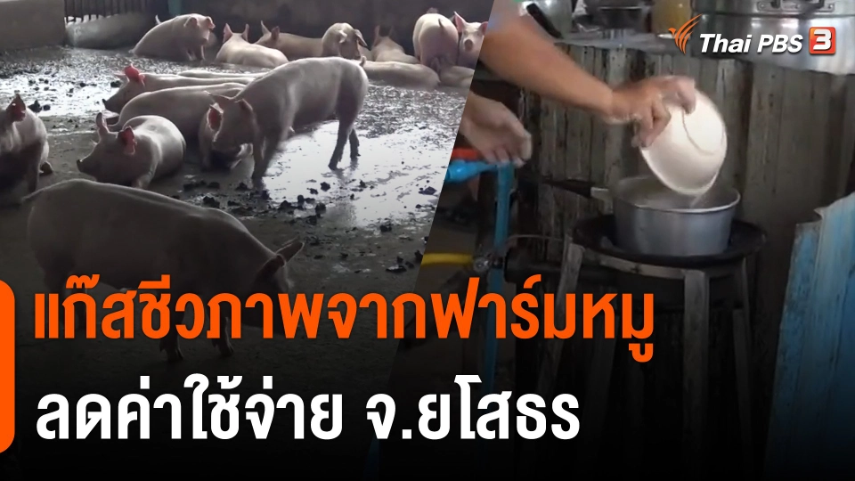 แก๊สชีวภาพจากฟาร์มหมูลดค่าใช้จ่าย จ.ยโสธร