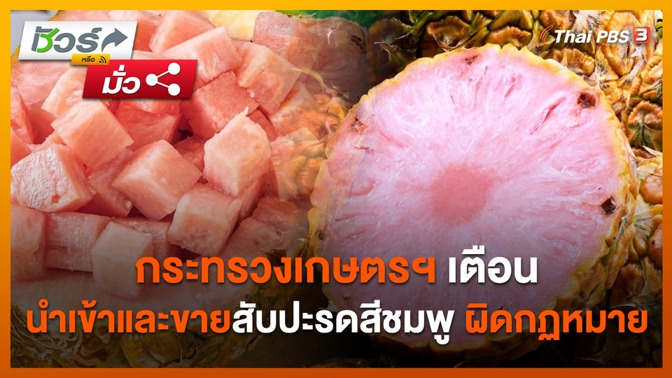 ชัวร์หรือมั่ว : กระทรวงเกษตรฯ เตือนนำเข้าและขายสับปะรดสีชมพู ผิดกฏหมาย