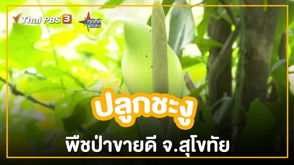 ​อาชีพทั่วไทย : ปลูกชะงูพืชป่าขายดี จ.สุโขทัย