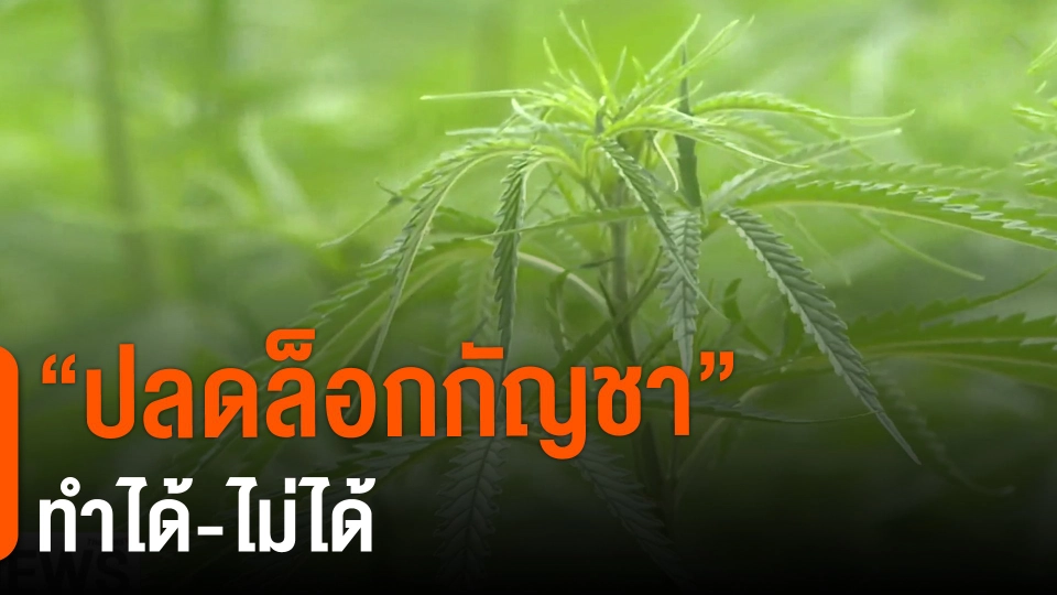 ​"ปลดล็อกกัญชา" ทำได้-ไม่ได้