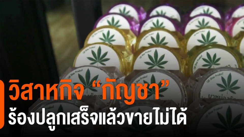 ​วิสาหกิจ "กัญชา" ร้องปลูกเสร็จแล้วขายไม่ได้