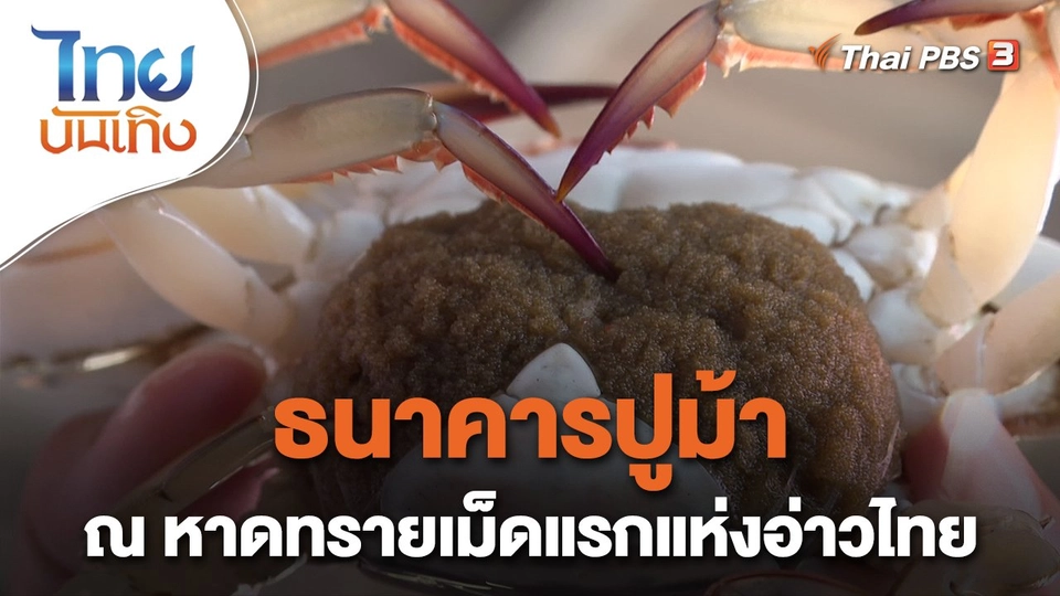 อิ่มมนต์รส : ธนาคารปูม้า ณ หาดทรายเม็ดแรกแห่งอ่าวไทย