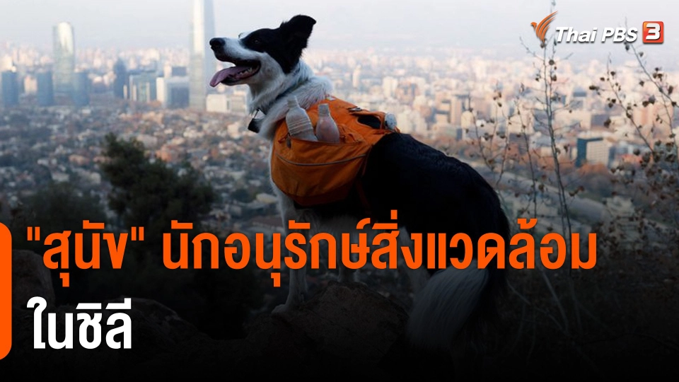 "สุนัข" นักอนุรักษ์สิ่งแวดล้อมในชิลี