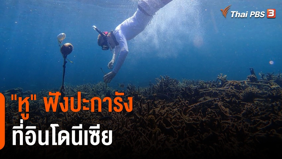 "หู" ฟังปะการัง ที่อินโดนีเซีย