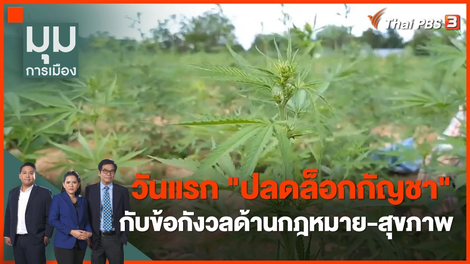วันแรก "ปลดล็อกกัญชา" กับข้อกังวลด้านกฎหมาย-สุขภาพ