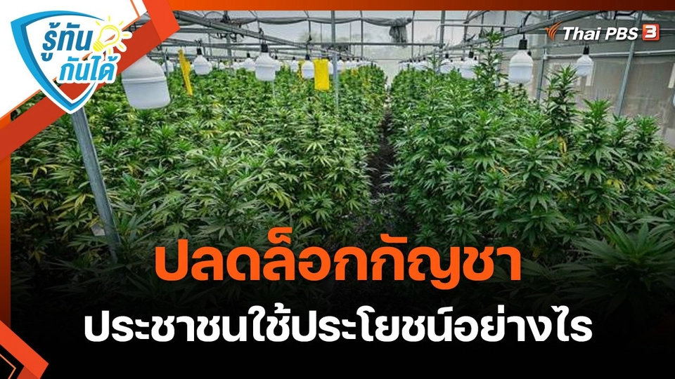 รู้ทันกันได้ : ปลดล็อกกัญชา ประชาชนใช้ประโยชน์อย่างไร