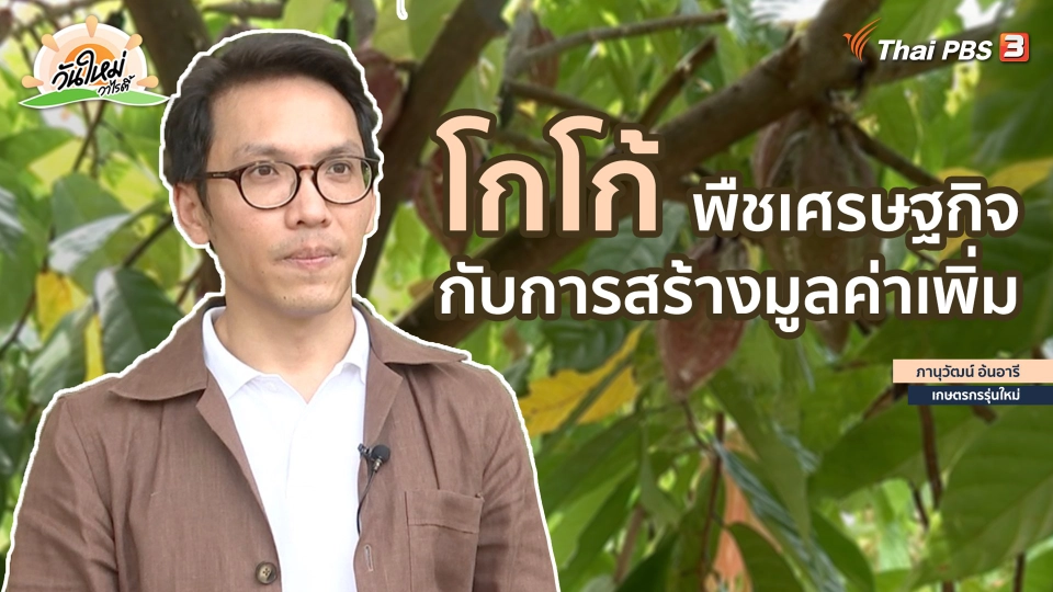 พอดีพอเพียง :  "โกโก้" พืชเศรษฐกิจกับการสร้างมูลค่าเพิ่ม