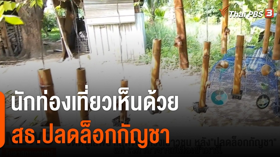 นักท่องเที่ยวเห็นด้วย สธ.ปลดล็อกกัญชา