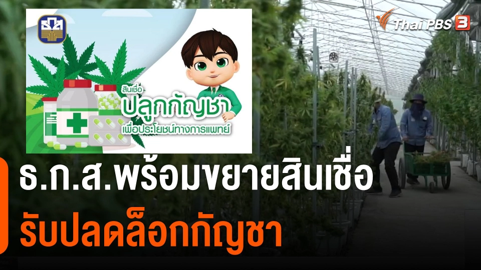 ธ.ก.ส.พร้อมขยายสินเชื่อรับปลดล็อกกัญชา