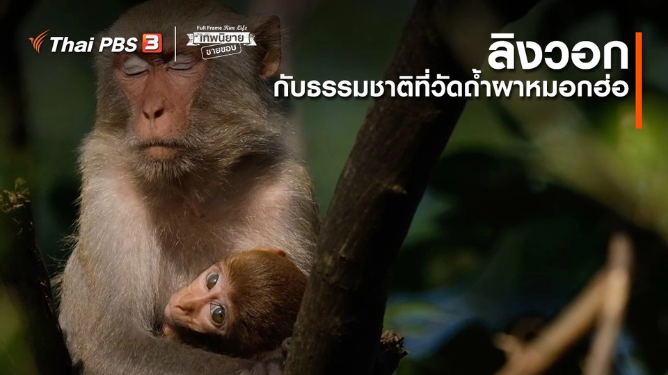 ภาพช็อตเด็ด : ลิงวอกกับธรรมชาติที่วัดถ้ำผาหมอกฮ่อ