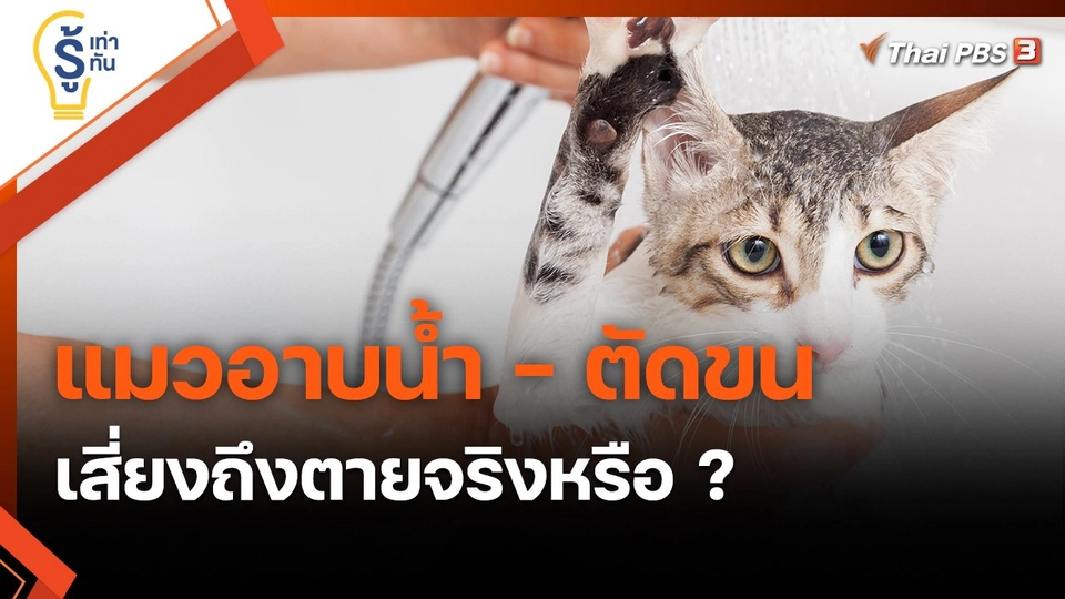 ​รู้เท่ารู้ทัน : แมวอาบน้ำ - ตัดขน เสี่ยงถึงตายจริงหรือ ?