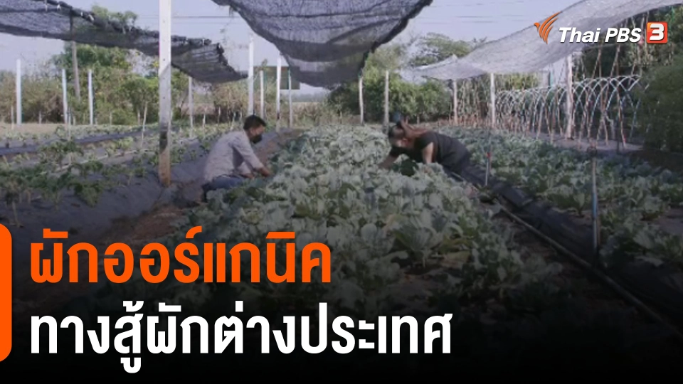 จับสัญญาณเศรษฐกิจ : ผักออร์แกนิก ทางสู้ผักต่างประเทศ