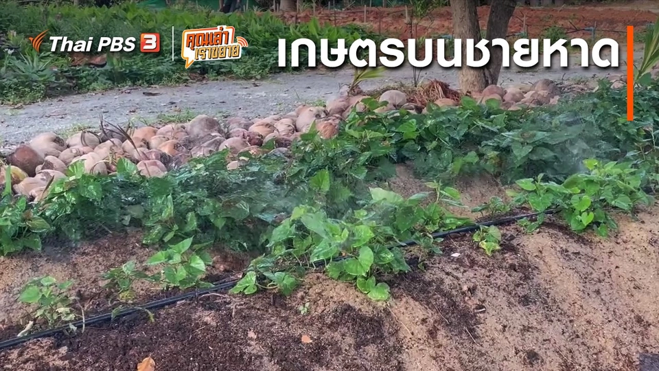 ​อวดดี : เกษตรบนชายหาด