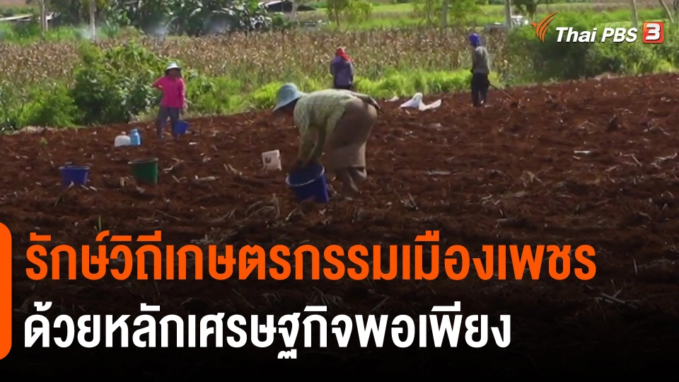 ​ดอกผลของความยั่งยืน : รักษ์วิถีเกษตรกรรมเมืองเพชร ด้วยหลักเศรษฐกิจพอเพียง