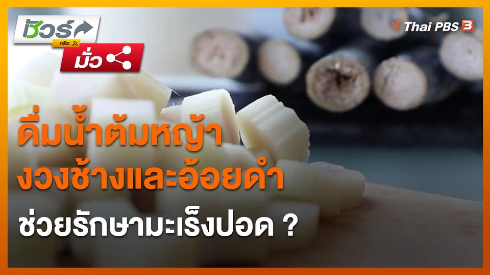 ​ชัวร์หรือมั่ว : ดื่มน้ำต้มหญ้างวงช้างและอ้อยดำช่วยรักษามะเร็งปอด ?