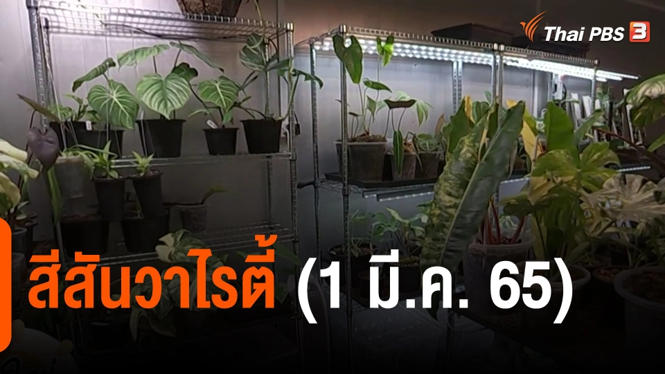 ​สีสันวาไรตี้ (1 มี.ค. 65)