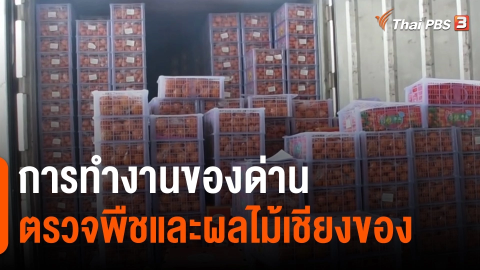 กินอยู่รู้รอบ : การทำงานของด่านตรวจพืชและผลไม้เชียงของ