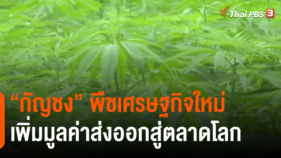 ​ประเด็นสังคม : "กัญชง" พืชเศรษฐกิจใหม่ เพิ่มมูลค่าส่งออกสู่ตลาดโลก