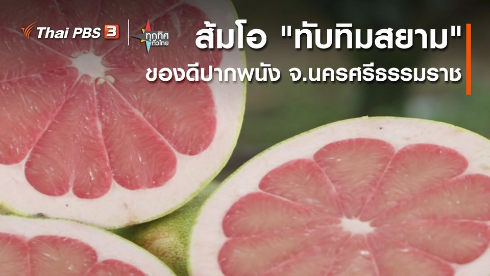 อาชีพทั่วไทย : ส้มโอ"ทับทิมสยาม"ของดีปากพนัง จ.นครศรีธรรมราช