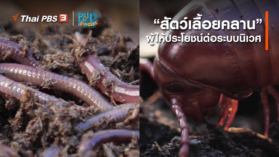 คิดส์เรียนรู้ : “สัตว์เลื้อยคลาน” ผู้ให้ประโยชน์ต่อระบบนิเวศ