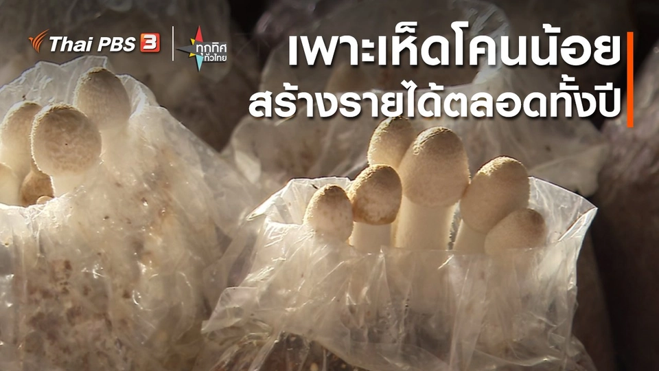 ​อาชีพทั่วไทย : เพาะเห็ดโคนน้อยสร้างรายได้ตลอดทั้งปี จ.ลำปาง
