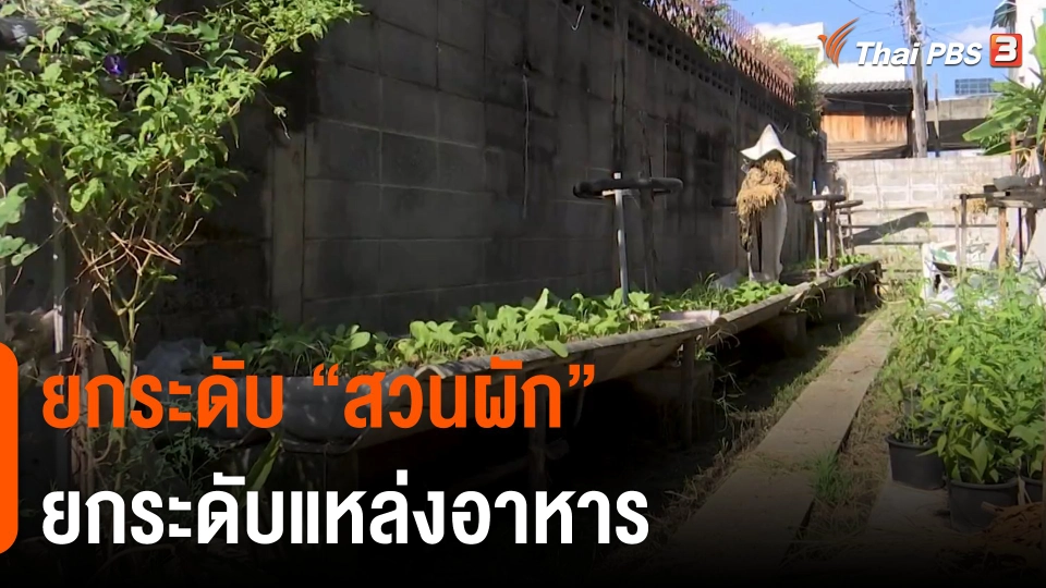ดอกผลของความยั่งยืน : ยกระดับ "สวนผัก" ยกระดับแหล่งอาหาร