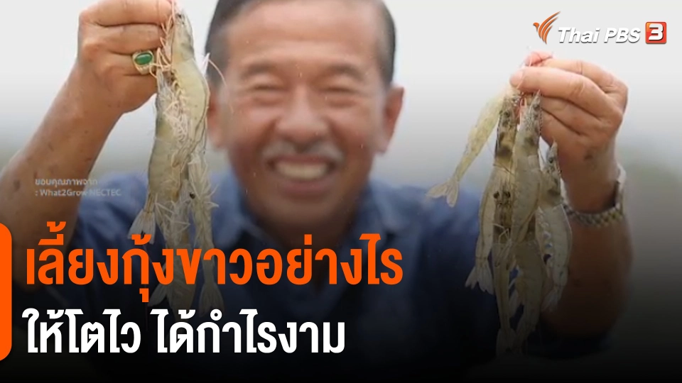 ​ดอกผลของความยั่งยืน : เลี้ย​งกุ้งขาวอย่างไรให้โตไว ได้กำไรงาม