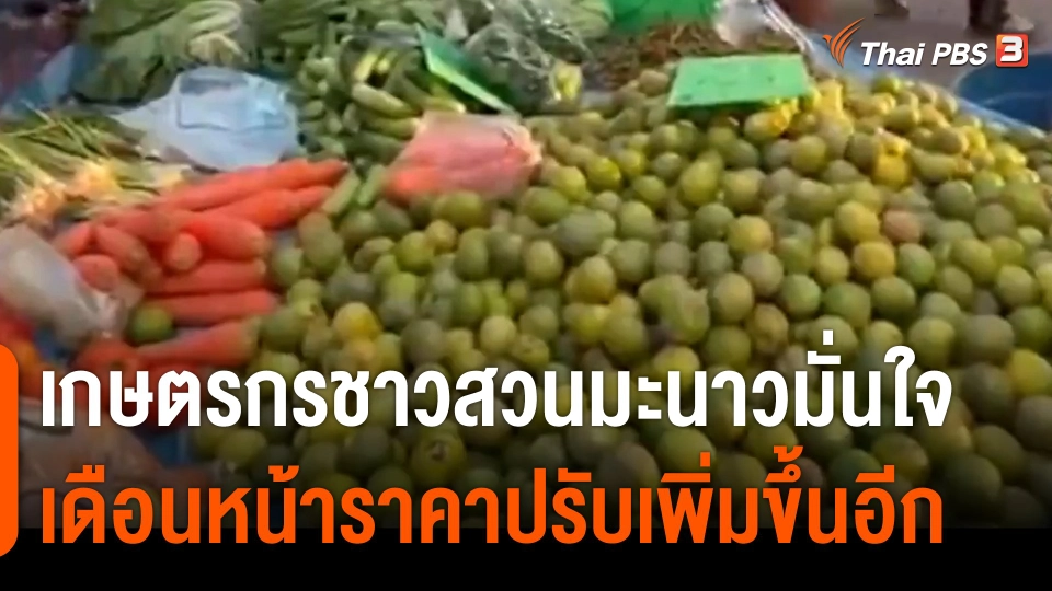 เกษตรกรชาวสวนมะนาว มั่นใจ เดือนหน้าราคาปรับเพิ่มขึ้นอีก