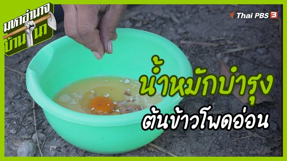 สูตรลับฉบับบ้านนา : น้ำหมักบำรุงต้นข้าวโพดอ่อน