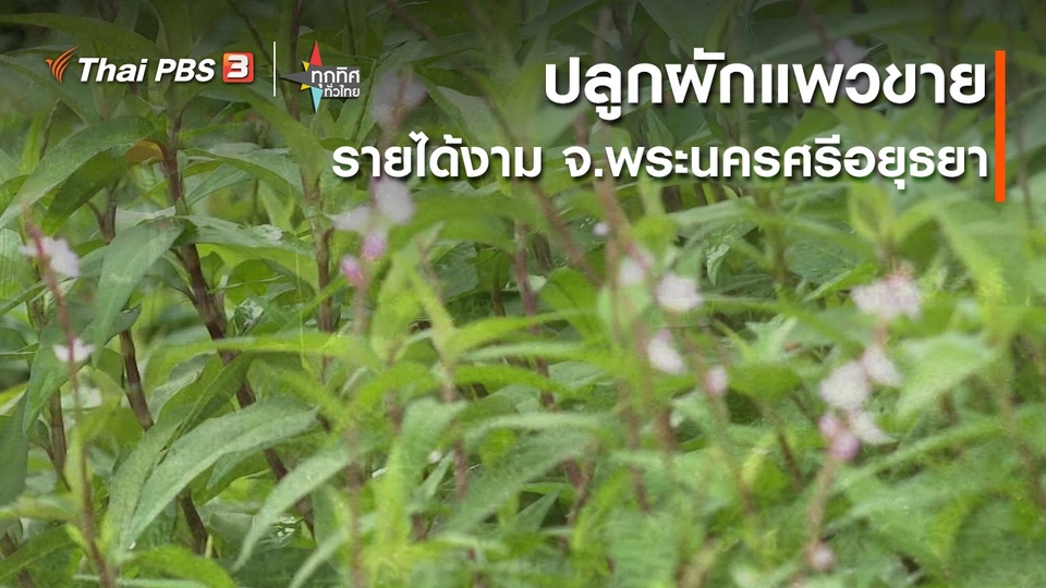 ​อาชีพทั่วไทย : ปลูกผักแพวขายรายได้งาม จ.พระนครศรีอยุธยา