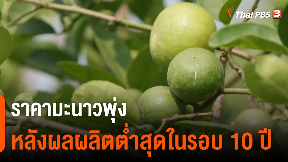 จับสัญญาณเศรษฐกิจ : ​​​ราคามะนาวพุ่งหลังผลผลิตต่ำสุดในรอบ 10 ปี​