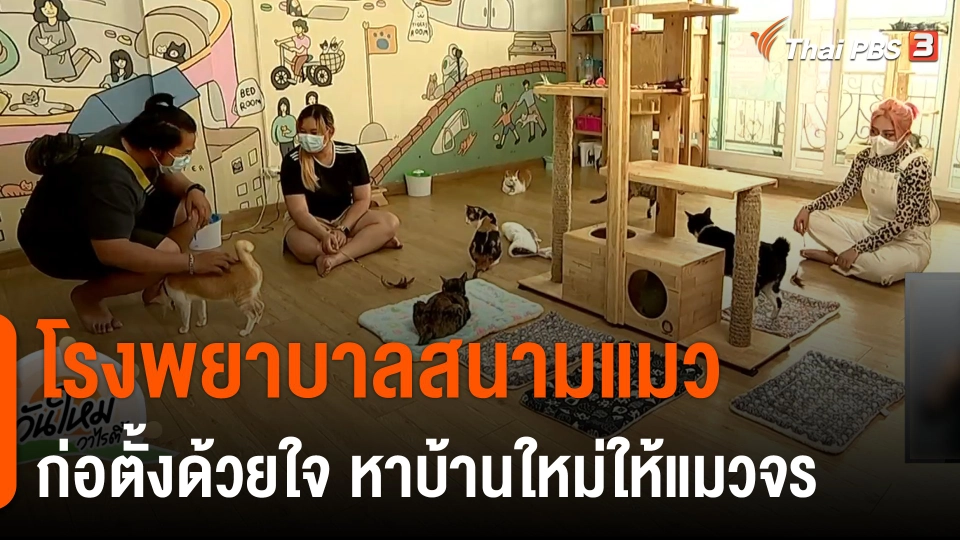 ประเด็นสังคม : โรงพยาบาลสนามแมว ก่อตั้งด้วยใจ หาบ้านใหม่ให้แมวจร