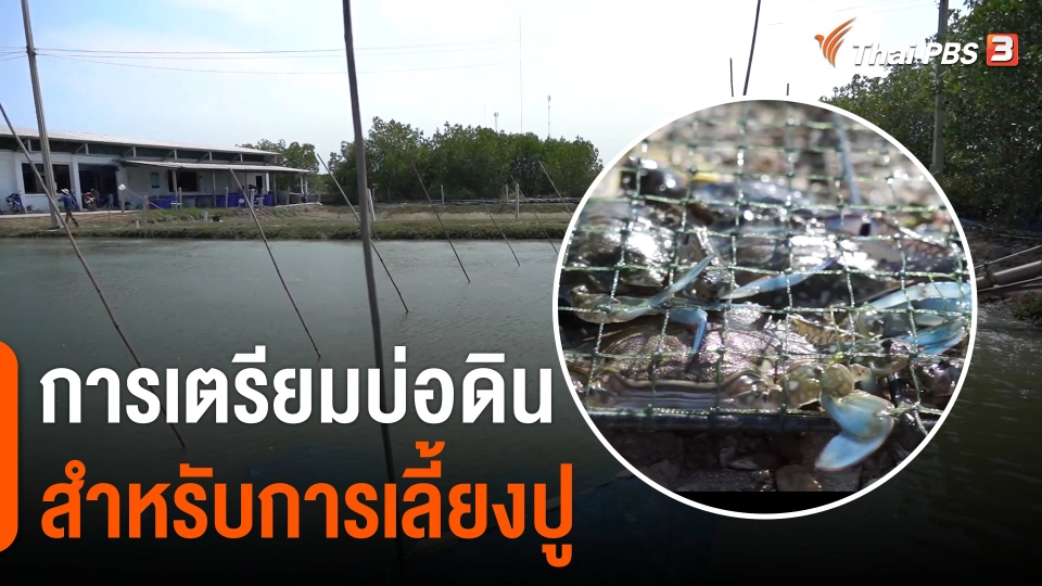 ดอกผลของความยั่งยืน : การเตรียมบ่อดินสำหรับ "การเลี้ยงปู"