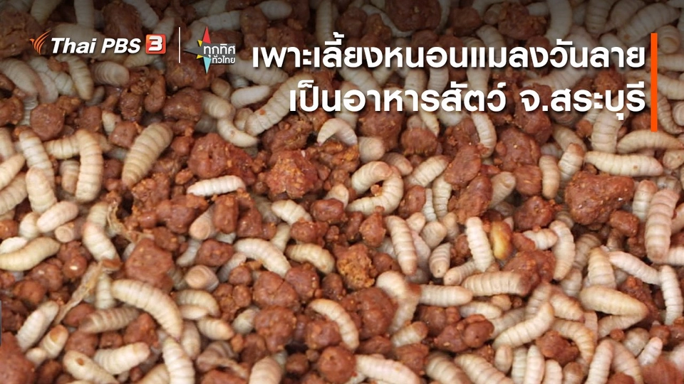 ​อาชีพทั่วไทย:เพาะเลี้ยงหนอนแมลงวันลายเป็นอาหารสัตว์ จ.สระบุรี