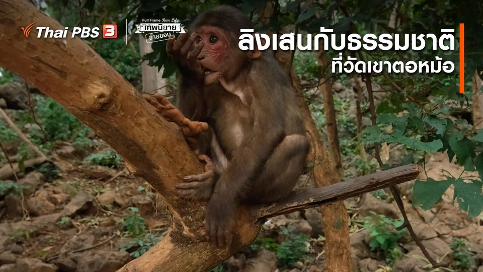 ภาพช็อตเด็ด : ลิงเสนกับธรรมชาติที่วัดเขาตอหม้อ  ​