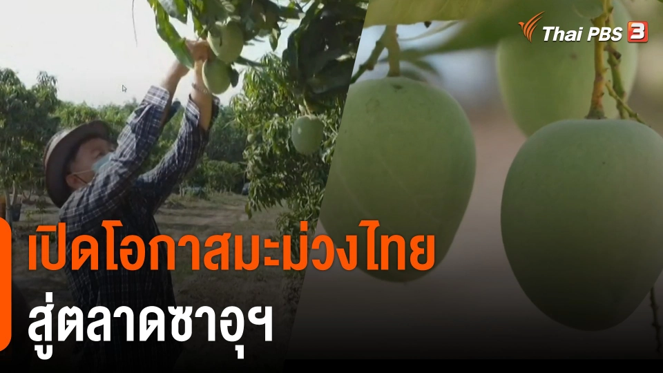 จับสัญญาณเศรษฐกิจ : เปิดโอกาส "มะม่วงไทย" สู่ตลาดซาอุฯ