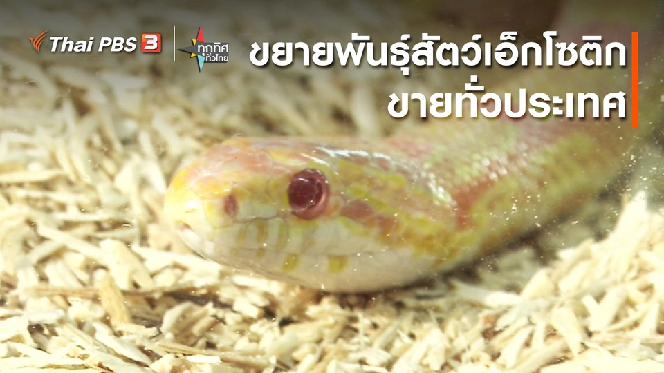 อาชีพทั่วไทย : ขยายพันธุ์สัตว์เอ็กโซติกขายทั่วประเทศ