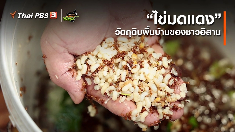 ​คลิปบ้านทุ่ง : “ไข่มดแดง” วัตถุดิบพื้นบ้านของชาวอีสาน