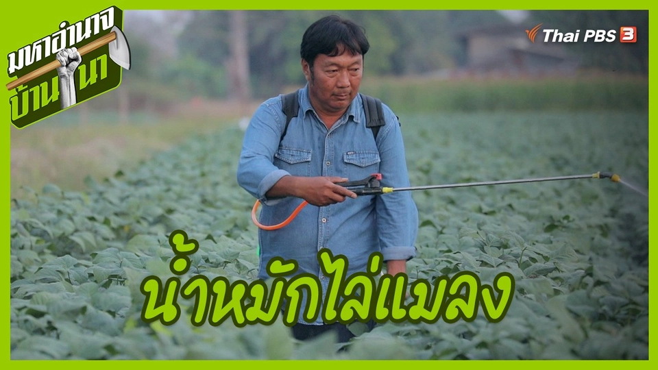 สูตรลับฉบับบ้านนา : น้ำหมักไล่แมลง